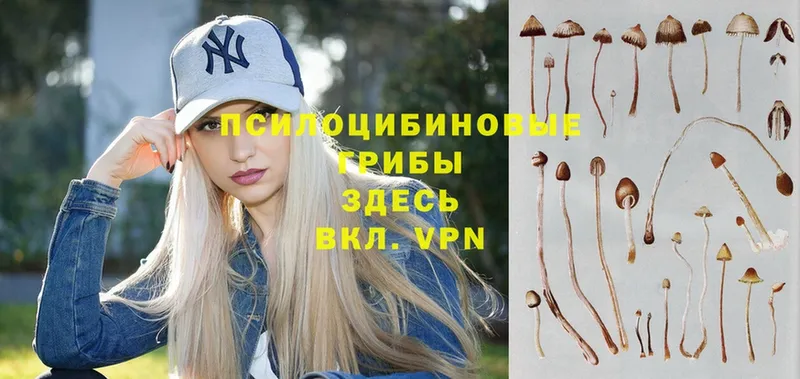 Галлюциногенные грибы Psilocybine cubensis  купить наркоту  Сергач 